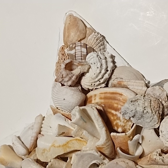 10 Inch Shell Star - Picture 3 of 13